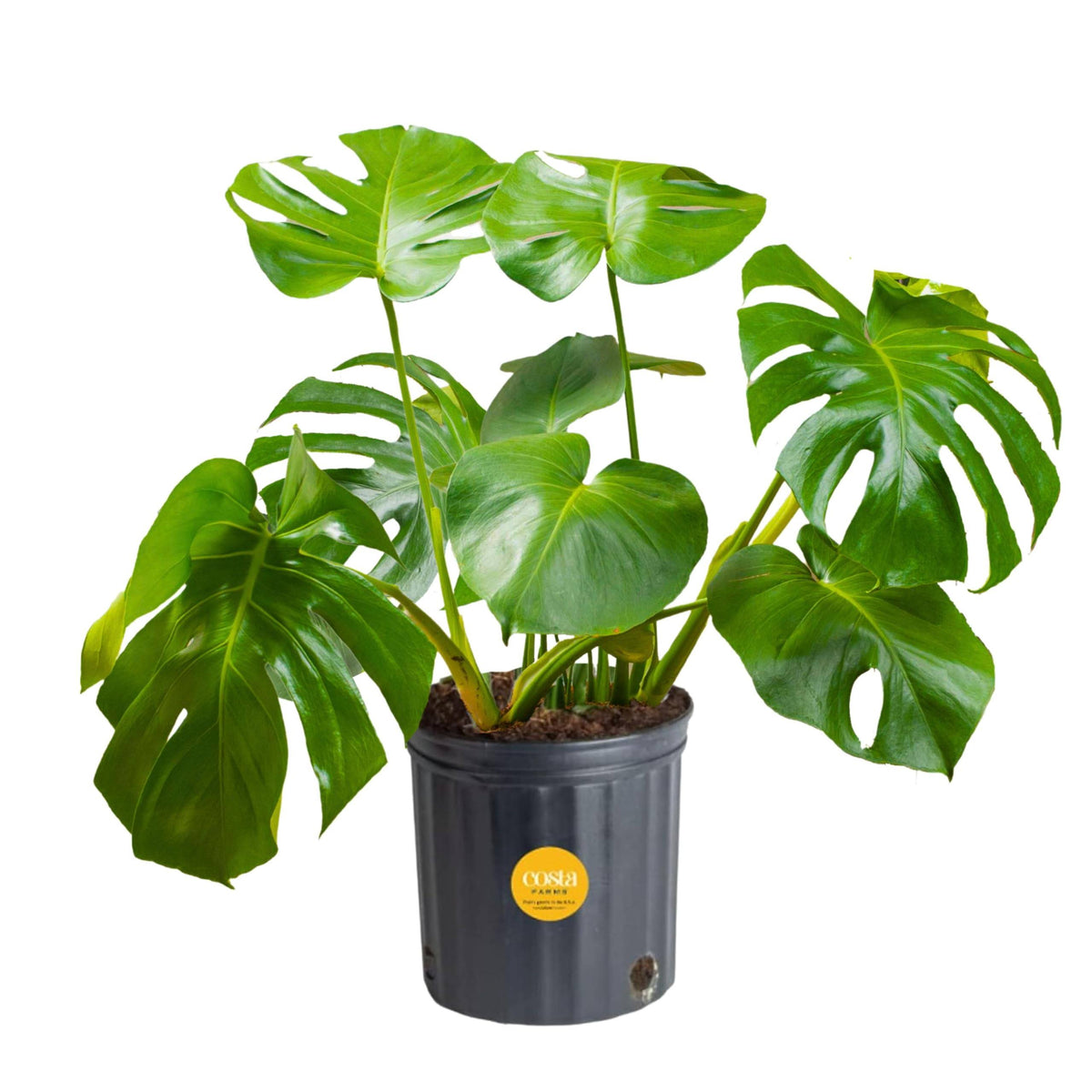 Costa Farms Monstera Swiss Cheese Plant, Live Indoor Plant, Easy to Grow Split Leaf Houseplant in Indoors - Product image 1